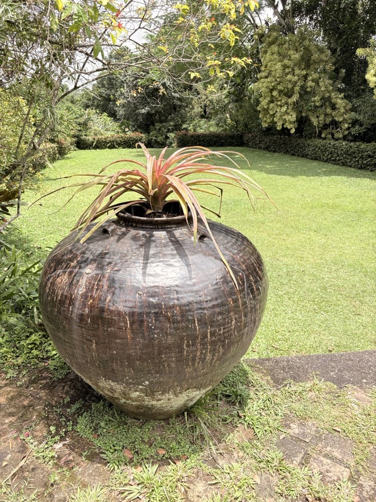Large weathered clay urn planted with a red-leaved bromeliad on a mown lawn