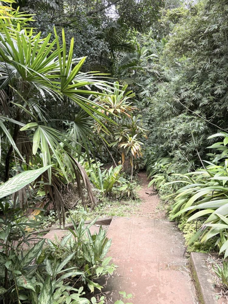 Narrow paved path disappearing between dense palms and bamboo