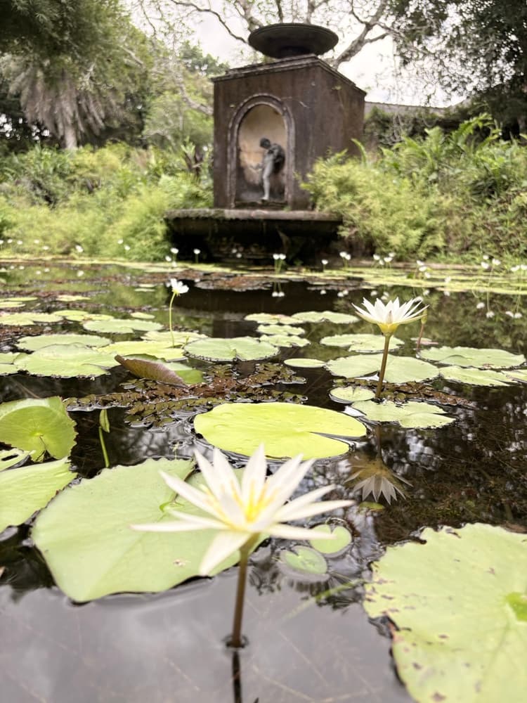 White water lilies in flower on a dark pond with a small cherub statue in an alcove behind