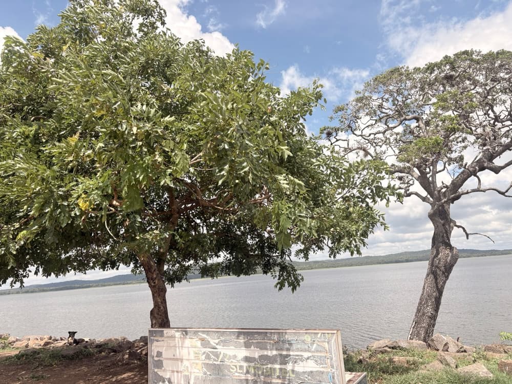 Trees on the bund of Kantale tank with the reservoir and distant hills behind