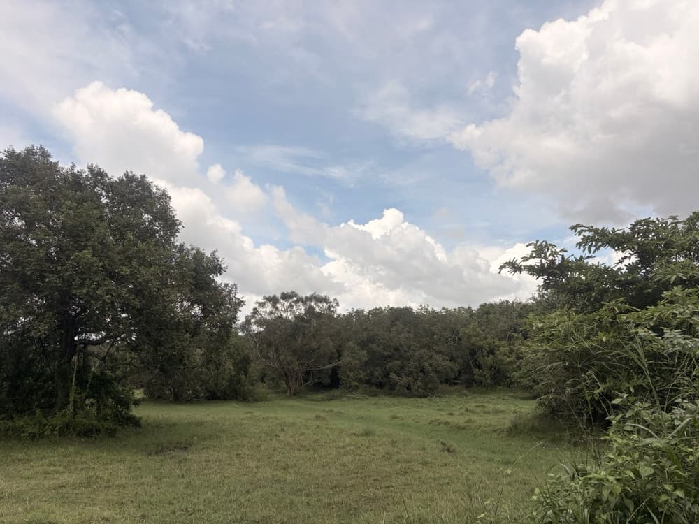 Grassy clearing ringed by dry-zone forest beside the road near Kantale