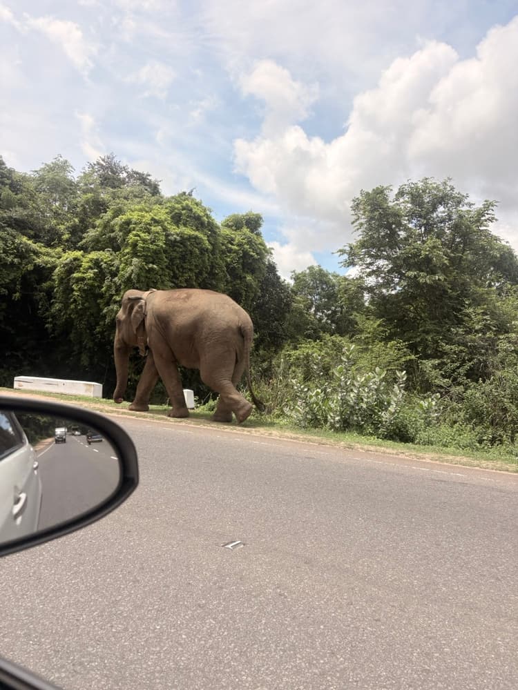 Wild elephant walking along the edge of the A6 highway near Habarana, seen from the side mirror of a TaxiGo car