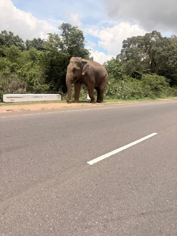Wild elephant standing beside a concrete road barrier at the edge of the highway near Habarana