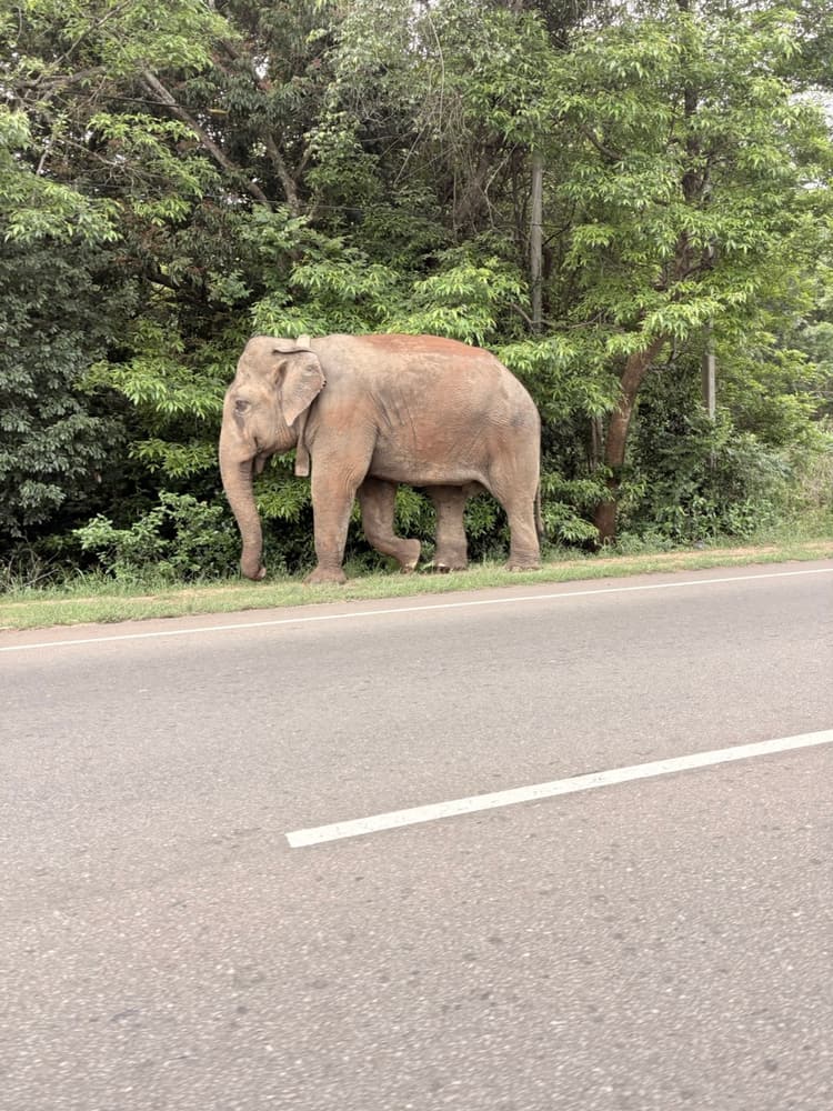 Wild elephant with dusty skin walking past the roadside forest near Habarana