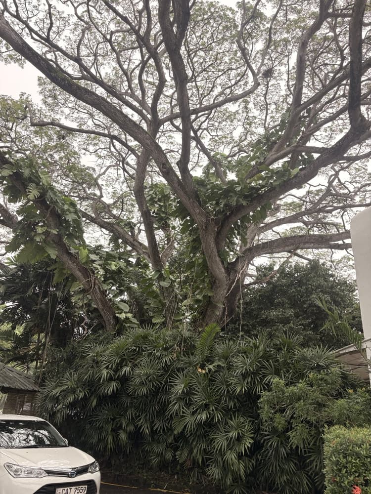 Huge spreading rain tree with creepers in the hotel grounds near the entrance