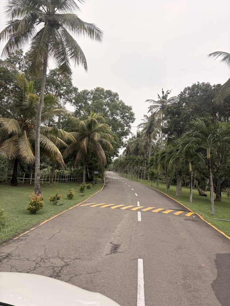 Palm-lined private driveway leading through the gardens to Vivanta Colombo Airport Garden
