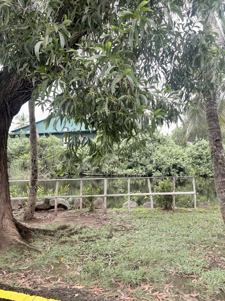 Pond with rocks and a wooden fence among trees in the grounds of Vivanta Colombo Airport Garden