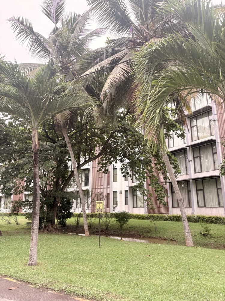 Hotel room block seen through palm trees across a green lawn